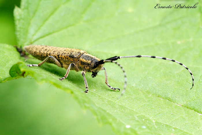 Agapanthia villosoviridescens